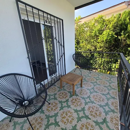 Begonia * فيدريريس